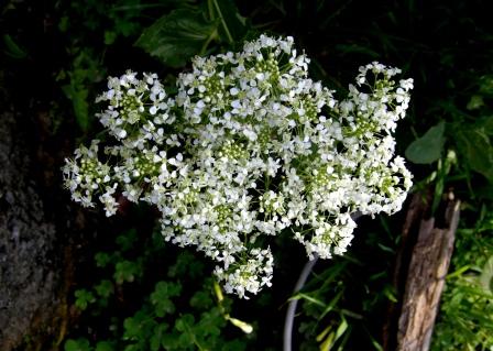 altre foto di fiori: generi Arum e Cardaria